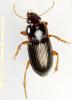 Harpalus smaragdinus